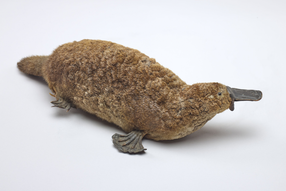 platypus